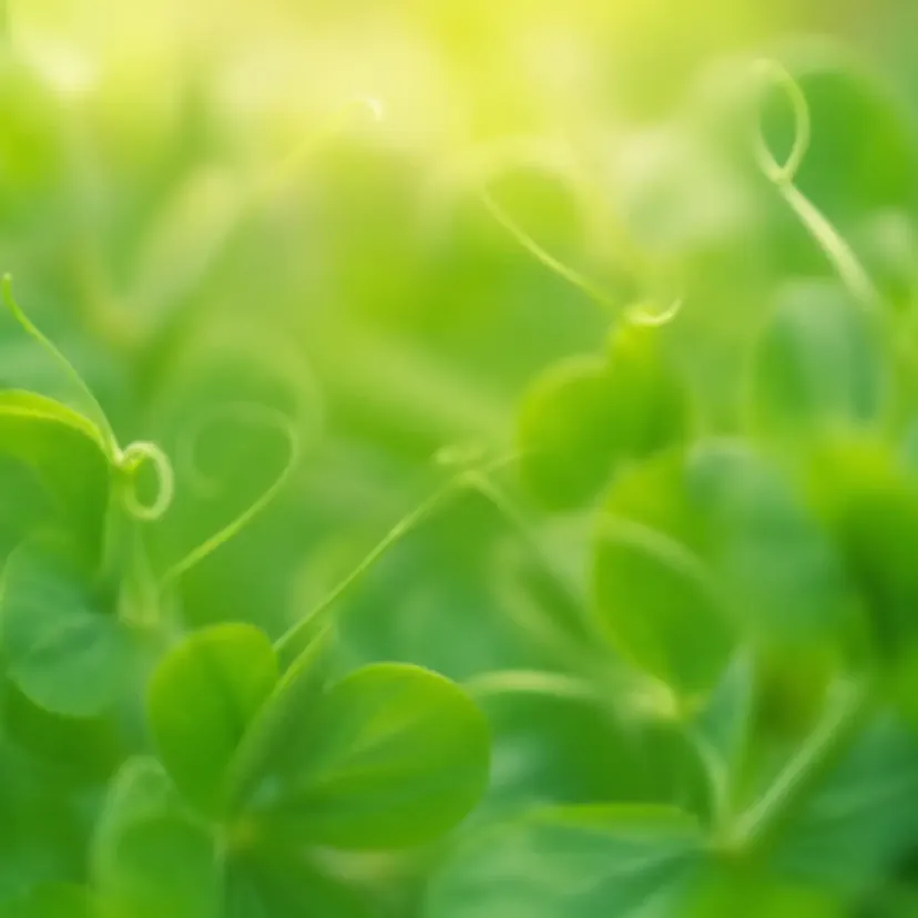 Daun pucuk kacang pea hijau segar
